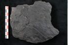 Foto (Detailansicht) von Noeggerathia palmaeformis Goeppert (NHMW-GEO-2024-0188-10743)